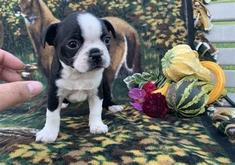 helena puppies for sale